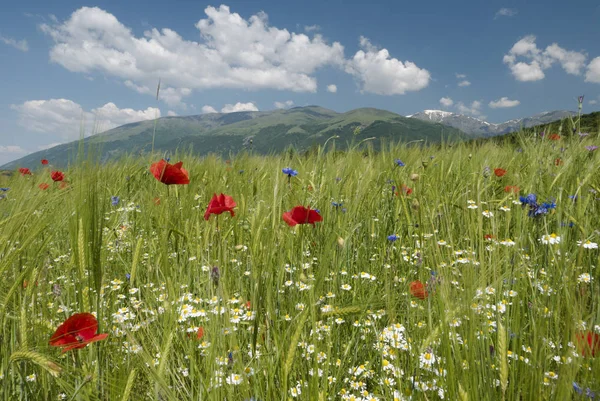 Giorno di primavera fresco — Foto Stock