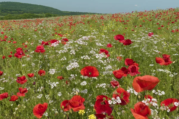 Imagen de amapolas felices — Foto de Stock