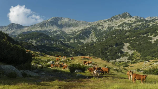 Bild der hohen Kühe — Stockfoto