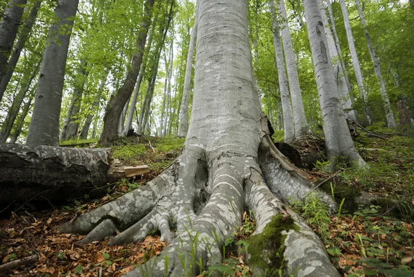 Strong roots image — Stock Photo, Image