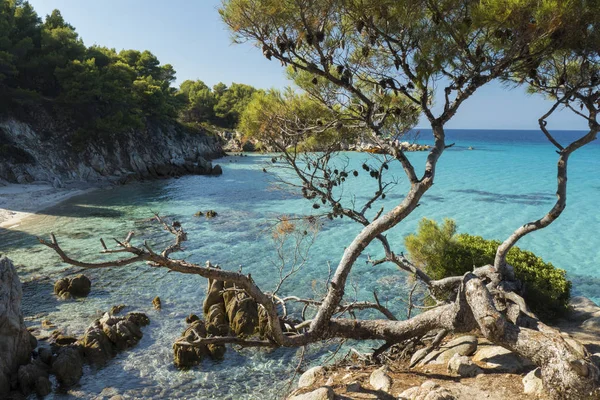 Egeiska havet och tallar — Stockfoto