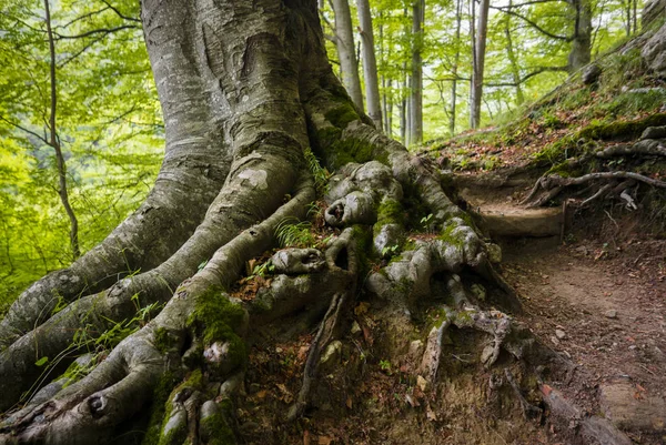 Güçlü kökleri görüntü — Stok fotoğraf