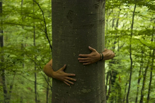 나무 hugger 이미지 — 스톡 사진