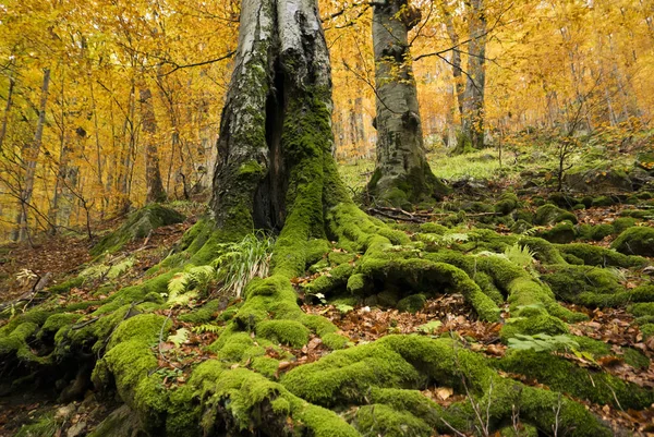 Güçlü ağaçlarda sonbahar — Stok fotoğraf