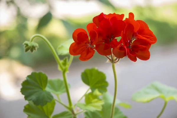 Fleur Intérieure Rouge Pelargonium Sur Fond Vert — Photo