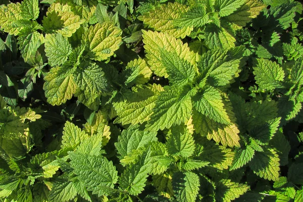 Yellow-green leaves of nettle photographed from above on a sunny — Stock Photo, Image