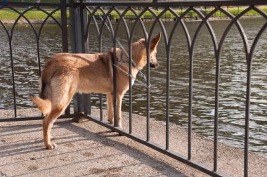 Bir zincir bir Ajur çit ile bağlı bir kırmızı köpek wa görünüyor