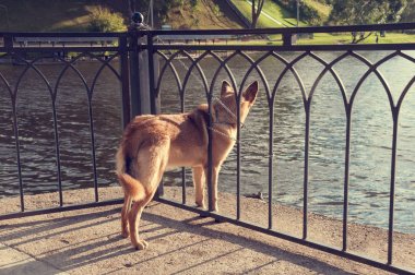 Bir zincir bir Ajur çit ile bağlı bir kırmızı köpek wa görünüyor