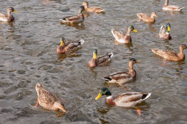 Birçok sektirmek shores olmadan bir havuzda yüzmek