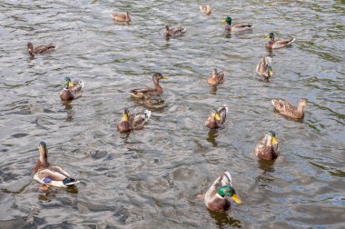 Birçok sektirmek shores olmadan bir havuzda yüzmek