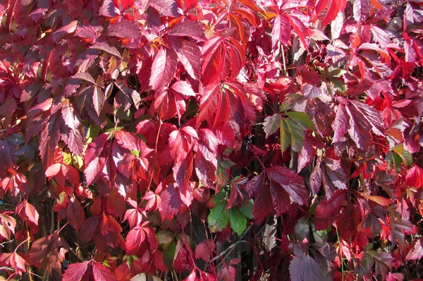 Lichte Bourgogne bladeren van wilde druiven op een zonnige herfstdag — Stockfoto