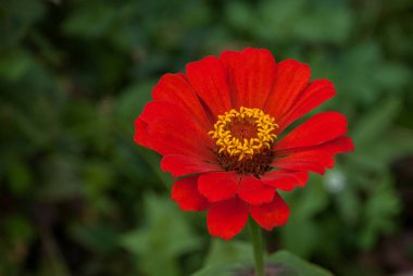 Bulanık arka planile yeşil bir bahçede kırmızı tsiniya