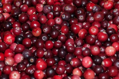 Taze kızılcık duvar kağıdı