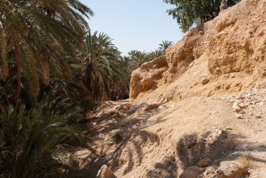 Güneşli Sahra Çölü'nde Vaha, Tunus