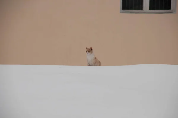 Gato no inverno na neve na parede de fundo com janela — Fotografia de Stock