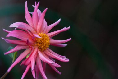 Sığ de ile koyu yeşil bahçe bir arka plan üzerinde pembe Dahlia