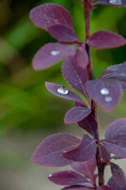 Mor yaprak lı kızılcık üzerinde çiy damlaları