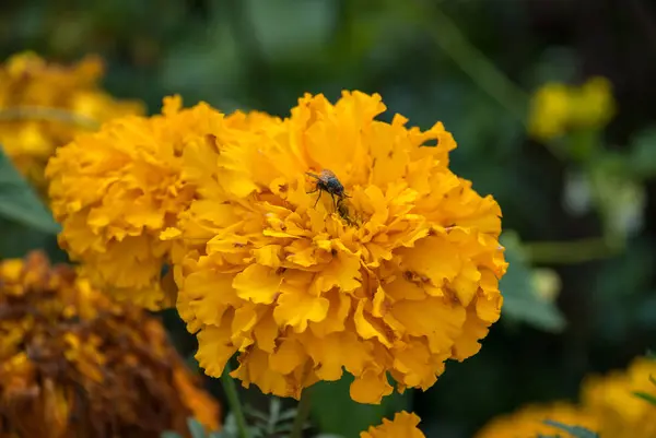 The orange-yellow flowers marigold close up with fly on a backgr — Stock Photo, Image