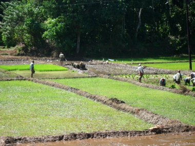 Sri Lanka, Nuwara Eliya - 6 Aralık 2007: Köylülerin ric üzerinde çalıştığı.