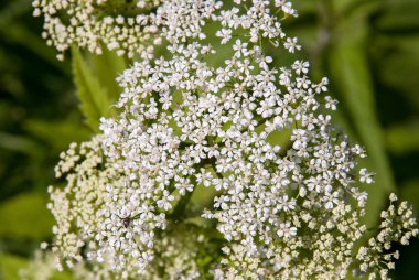Bulanık arka plan ile Blooming baldıran yakın çekim