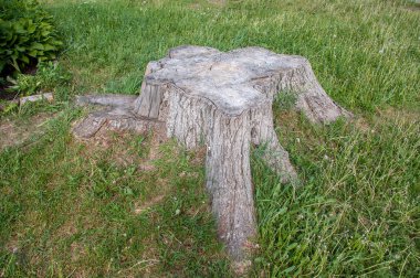 Yeşil çimenler üzerinde kalp şeklinde kuru kütük