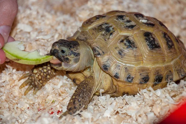 Una tartaruga di terra comune mangia un pezzo di mela in una segatura da un — Foto Stock