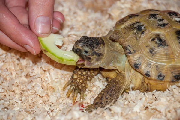 Una tartaruga di terra comune mangia un pezzo di mela in una segatura da un — Foto Stock