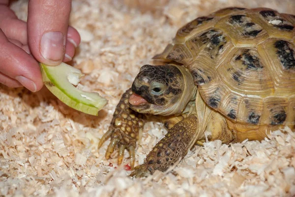 Una tartaruga di terra comune mangia un pezzo di mela in una segatura da un — Foto Stock