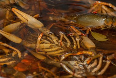 Son zamanlarda bir tencerede kaynar su taze nehir yeşil crayfishes yerleştirilen