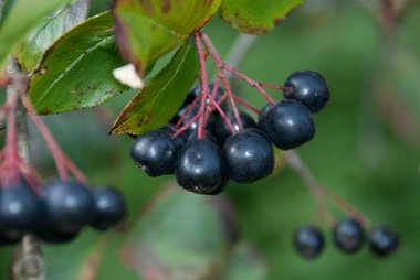 Yeşil bahçe bir arka plan üzerinde siyah rowan