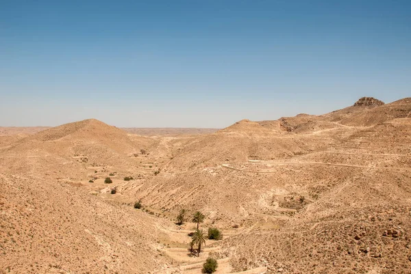 Een parcours onder de palmen in de woestijn — Stockfoto