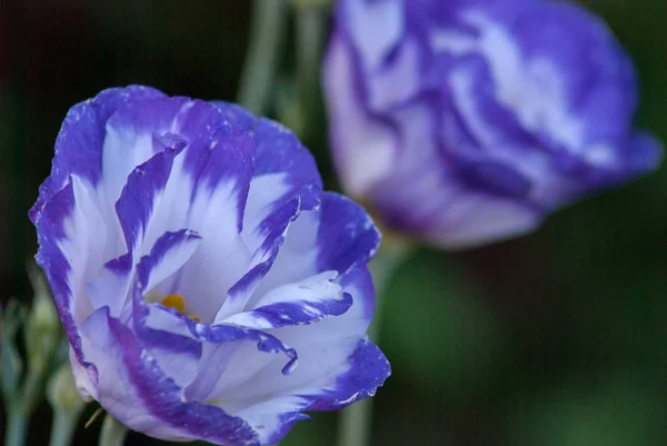 Çiçek açan beyaz ve mavi yeşil bahçe eustoma