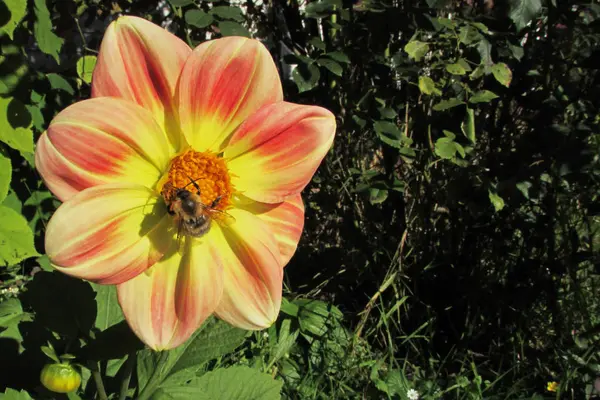 En stor humla i en svart och gul remsa pollinerar dahliaen ljust gul-orange-röd blomma — Stockfoto