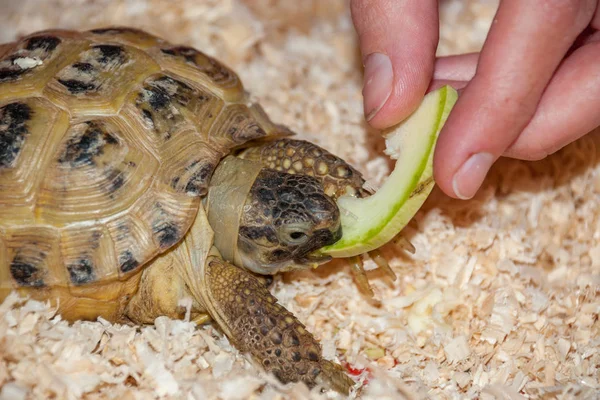 Una tartaruga di terra comune mangia un pezzo di mela in una segatura da una mano — Foto Stock