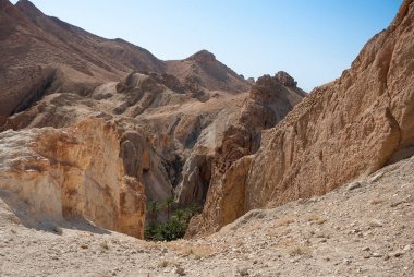Çölde palmiye ağaçları ile derin dağ gorge. Fotoğraf etkisi olmadan