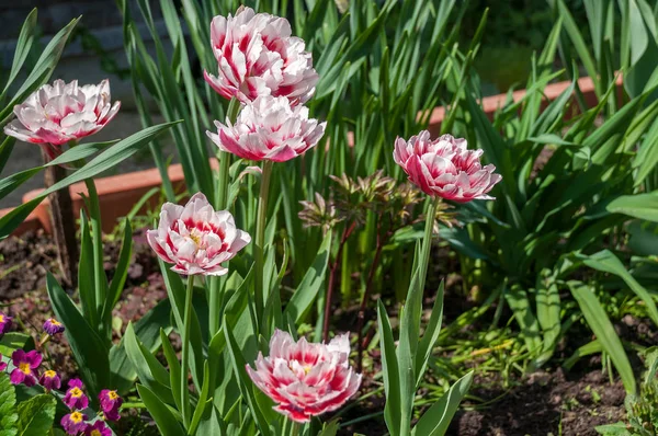 Цветущие цветы махрового тюльпана весной в солнечную погоду — стоковое фото