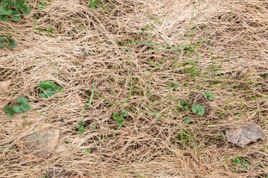Yeşil sürgünler kuru ot ve düşen yapraklar yollarını yapmak