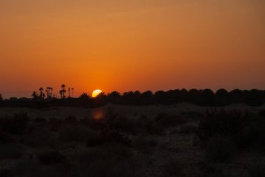 Avuç içi ve çalıların siluetleri ile çölde koyu turuncu günbatımı