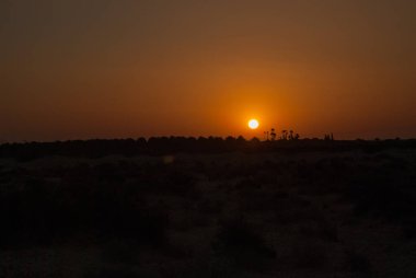 Avuç içi ve çalıların siluetleri ile çölde koyu turuncu günbatımı