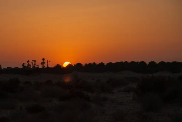 Donker oranje zonsondergang in de woestijn met silhouetten van palmen en struiken — Stockfoto