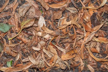 Yalan yere düşen kuru yapraklar ve ıhlamur çiçek