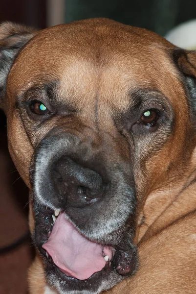 Porträtt av en stor fullblod brun arg hund — Stockfoto