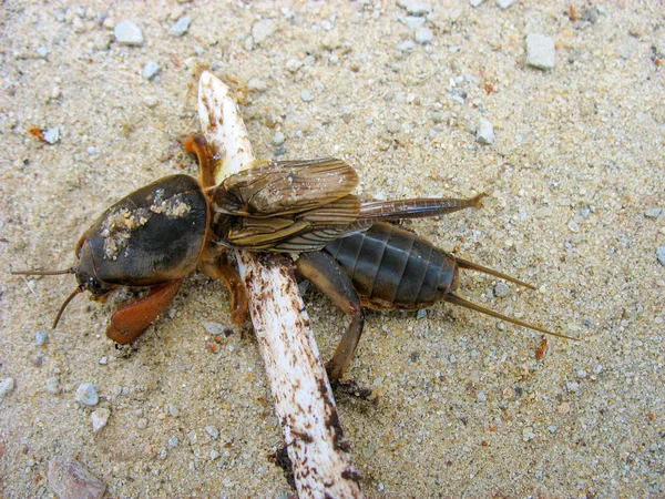 O destruidor de jardins gryllotalpa saiu na areia — Fotografia de Stock