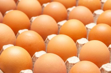 Taze kırılmamış kahverengi tavuk yumurtası içinde özel bir karton tepsi yalan