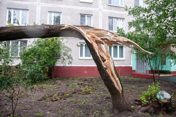 Albero Rotto Uragano Vicino Edificio Più Piani Della Città Conseguenze — Foto Stock