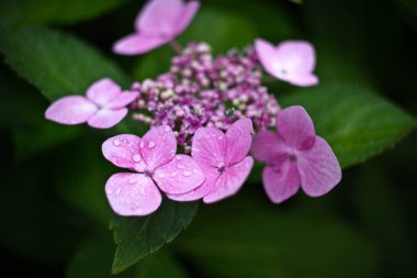 pembe çiçekler içinde benim ülke evi Bahçesi