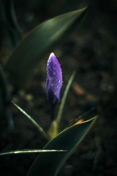 Ensam crocus i mörkret — Stockfoto