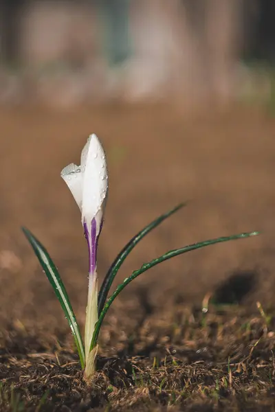 Sadece yalnız crocus alanında üzerinde damla — Stok fotoğraf