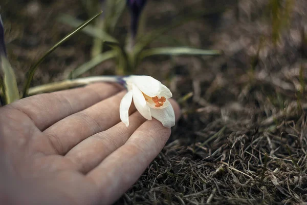 Mani che tengono crochi bianchi — Foto Stock