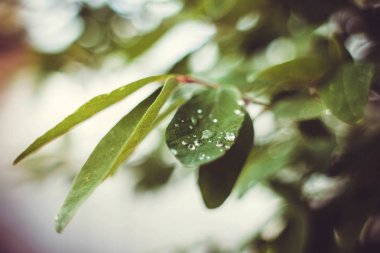 Damla su ağacının yaprak üzerinde